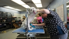 COVID-19 protection measures extended even as more businesses reopen in Canada